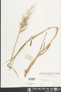 Capillipedium parviflorum image