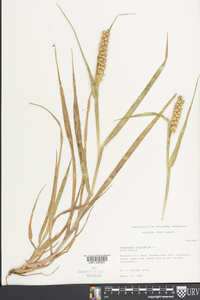 Cenchrus echinatus image