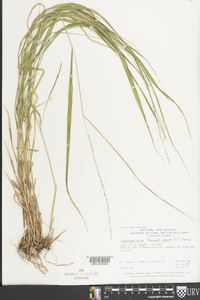 Chasmanthium laxum image
