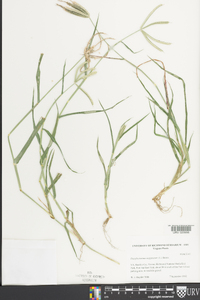 Dactyloctenium aegyptium image