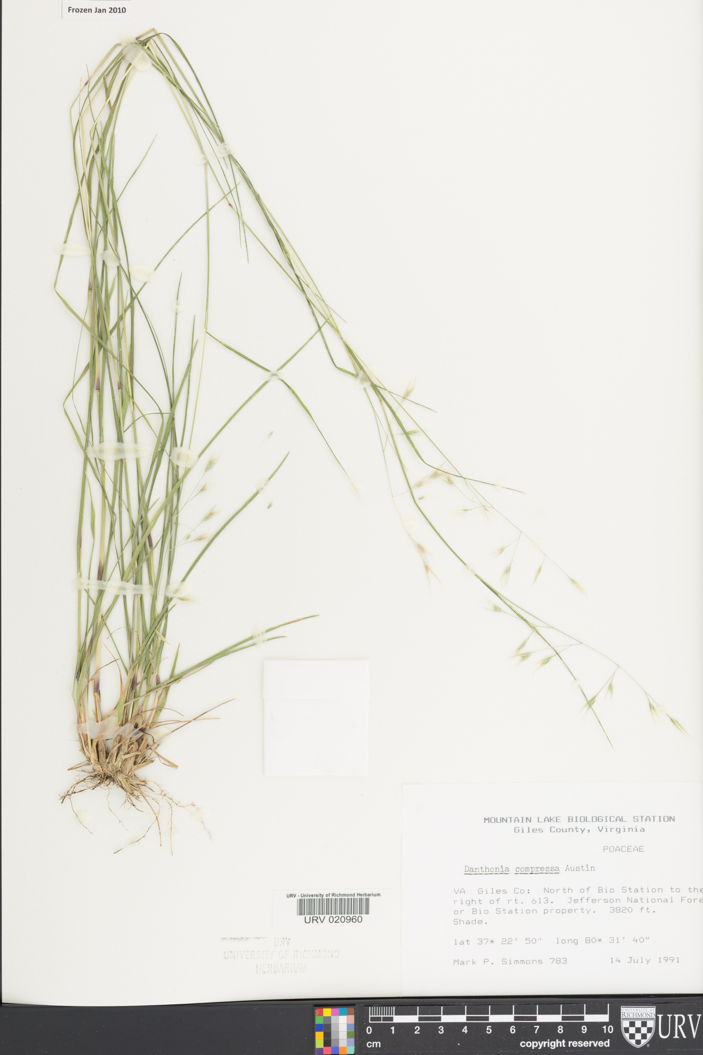 Danthonia compressa image