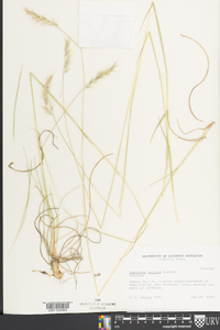 Danthonia sericea image