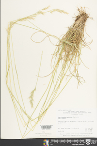 Danthonia sericea image