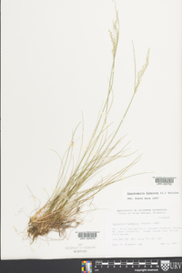 Deschampsia flexuosa image
