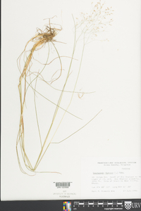 Deschampsia flexuosa image