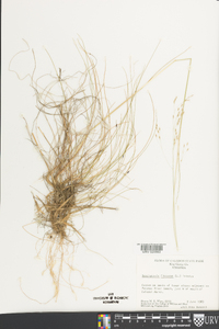 Deschampsia flexuosa image