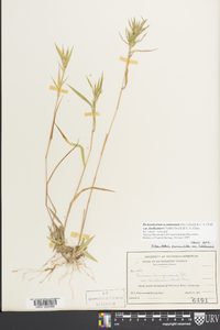 Dichanthelium acuminatum subsp. lindheimeri image