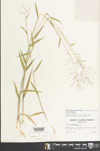 Dichanthelium acuminatum subsp. acuminatum image