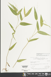 Dichanthelium boscii image