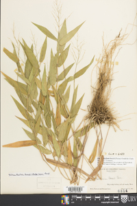 Dichanthelium boscii image