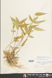 Dichanthelium commutatum subsp. ashei image