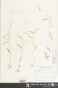 Dichanthelium dichotomum var. dichotomum image