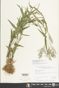 Dichanthelium dichotomum var. ramulosum image