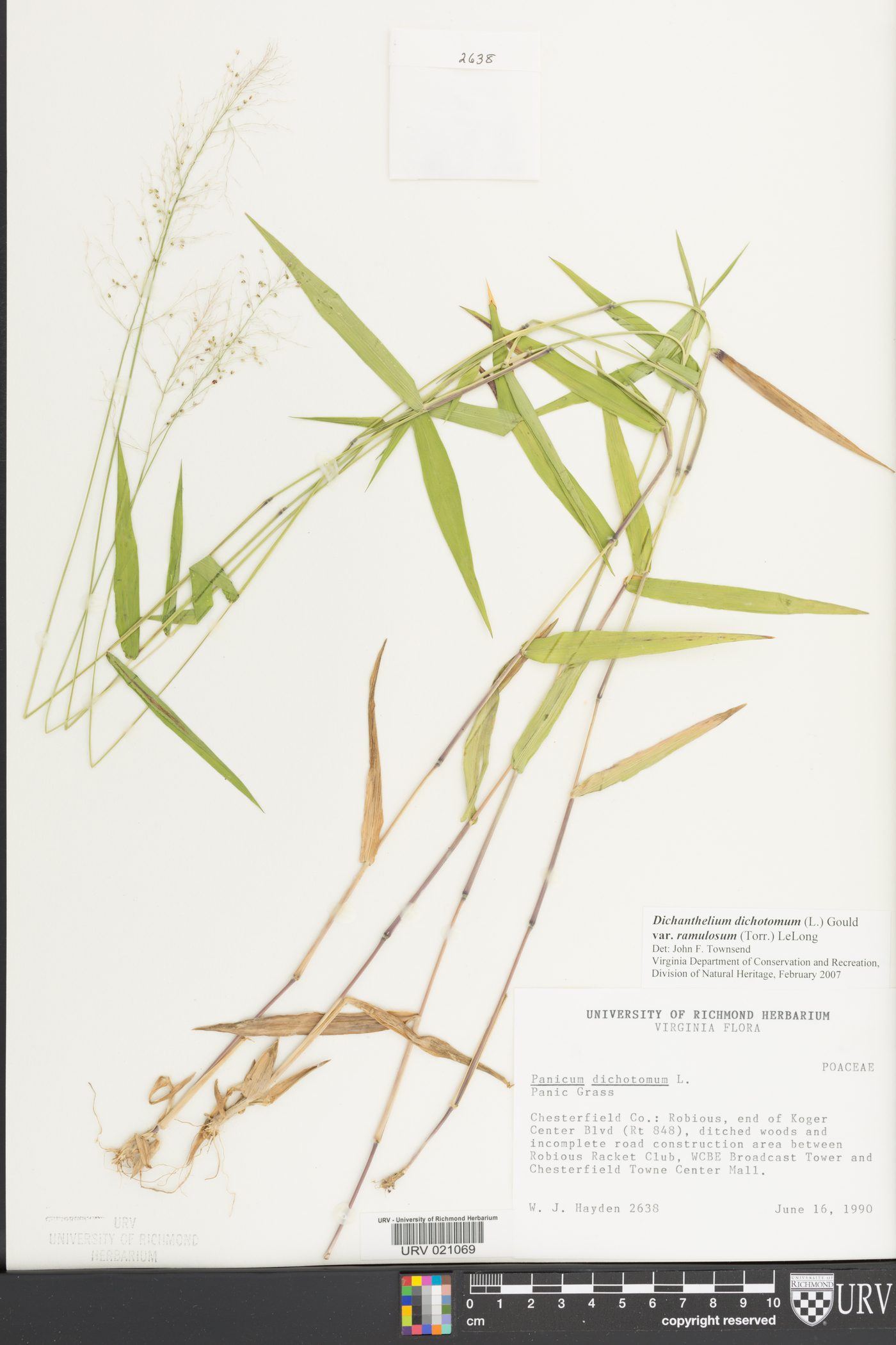 Dichanthelium dichotomum var. ramulosum image