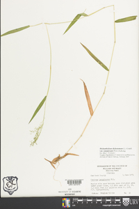 Dichanthelium dichotomum var. ramulosum image