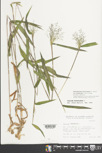 Dichanthelium dichotomum var. ramulosum image