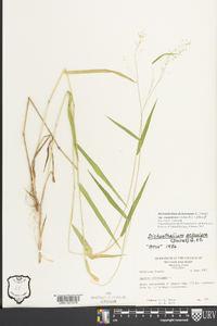 Dichanthelium dichotomum subsp. roanokense image