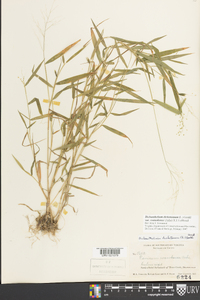 Dichanthelium dichotomum subsp. roanokense image