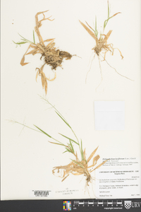 Dichanthelium laxiflorum image