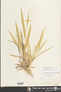 Dichanthelium laxiflorum image