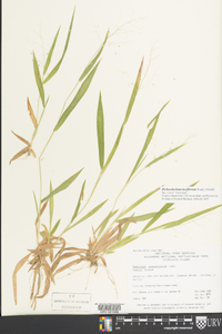 Dichanthelium laxiflorum image