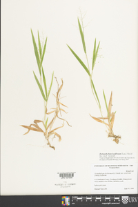 Dichanthelium laxiflorum image