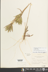 Dichanthelium oligosanthes image