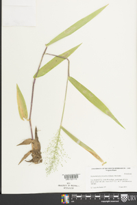 Dichanthelium polyanthes image