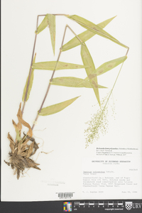 Dichanthelium polyanthes image