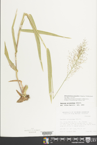 Dichanthelium polyanthes image