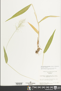 Dichanthelium polyanthes image