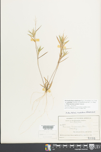 Dichanthelium acuminatum subsp. implicatum image