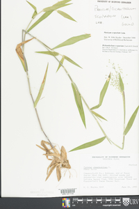 Dichanthelium scoparium image