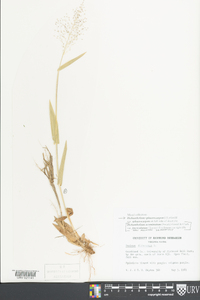 Dichanthelium sphaerocarpon image