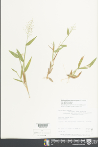 Dichanthelium sphaerocarpon image