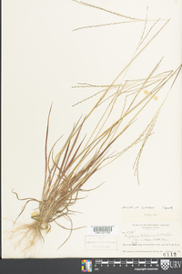 Digitaria filiformis image