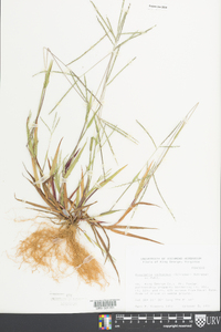 Digitaria ischaemum image