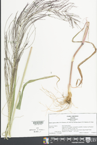 Leptochloa panicea image