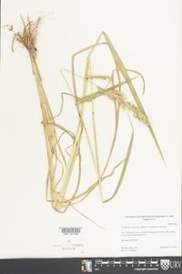 Echinochloa muricata var. muricata image