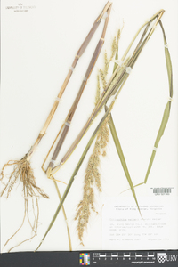 Echinochloa walteri image