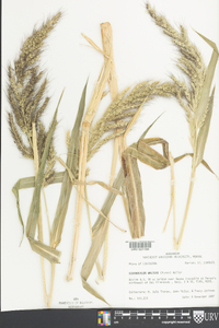 Echinochloa walteri image