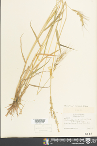 Echinochloa walteri image