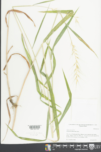 Elymus hystrix image