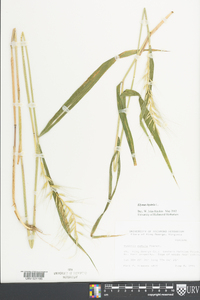 Elymus hystrix image