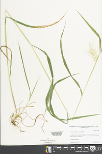 Elymus hystrix image