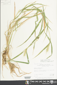 Elymus riparius image