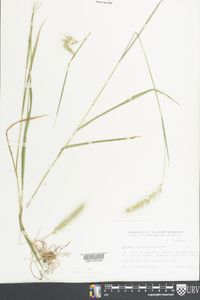 Elymus villosus image