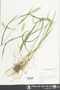 Elymus villosus image