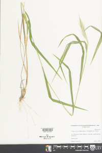 Elymus villosus var. villosus image