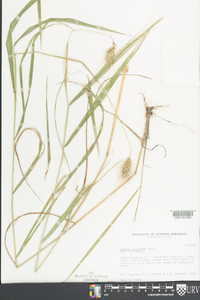 Elymus villosus image